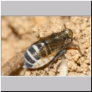 Delphacidae sp - Spornzikade w01a 3-4mm Lehmkuhle.jpg